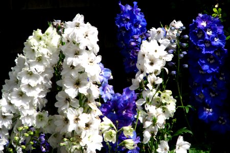 blue and white delphiniums photo