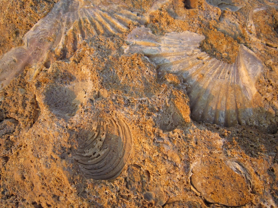 Beach shells mussel shells