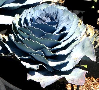 bluish succulent rose