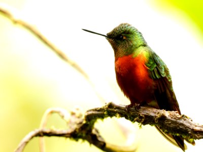 Chestnut-breasted Coronet (Boissonneaua matthewsi) - 260A0207