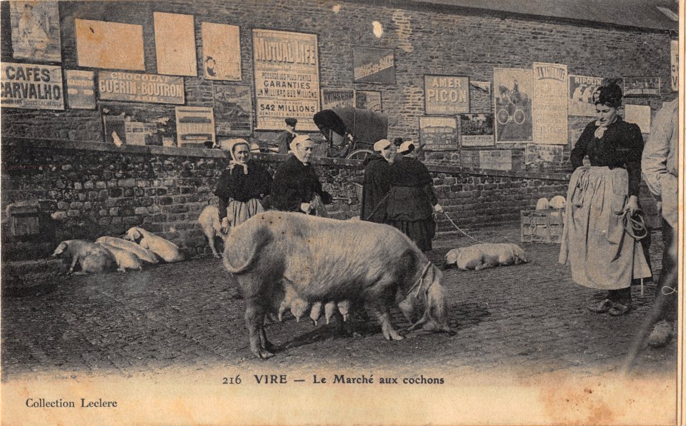 216 VIRE - LE MARCHE AUX COCHONS