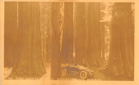 THE TODD GROPU OF BIG ... MARIPOSA GROVE YOSEMITE