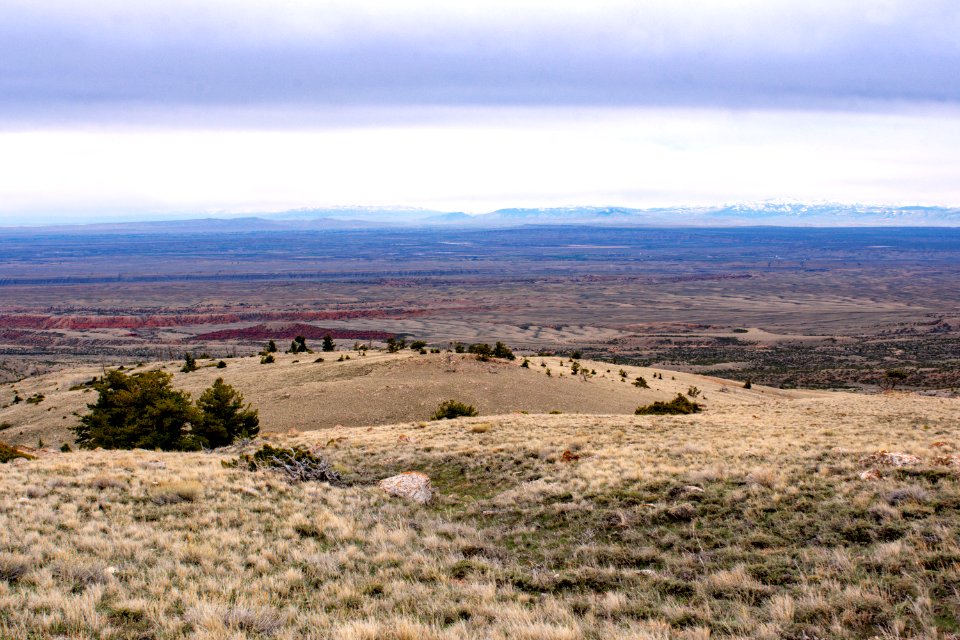 20200504 Pryor Mtns 36