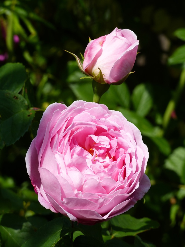 Pink foliage summer