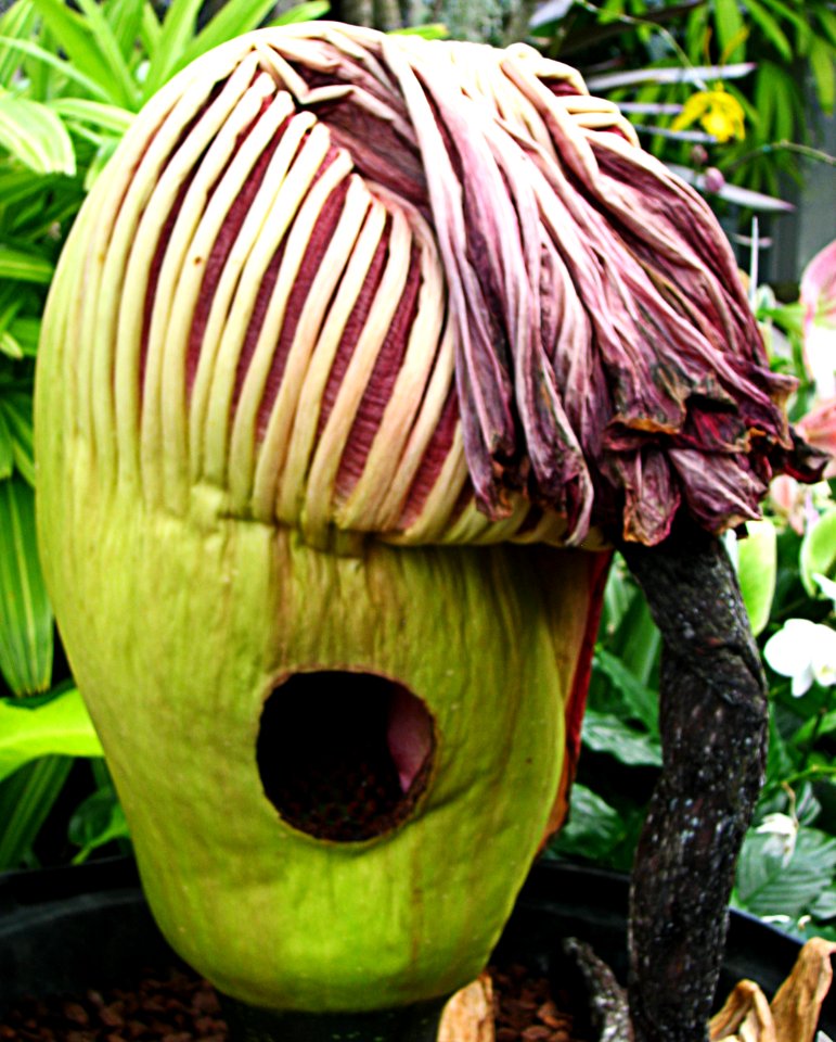 seedpod 10