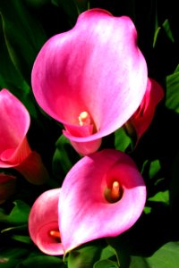 pink dwarf calla lilies photo