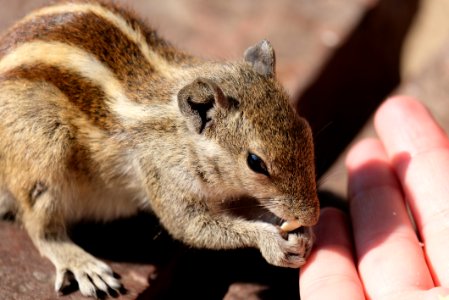 Closeup of a Chipmunk Eating from Tourist Hand photo