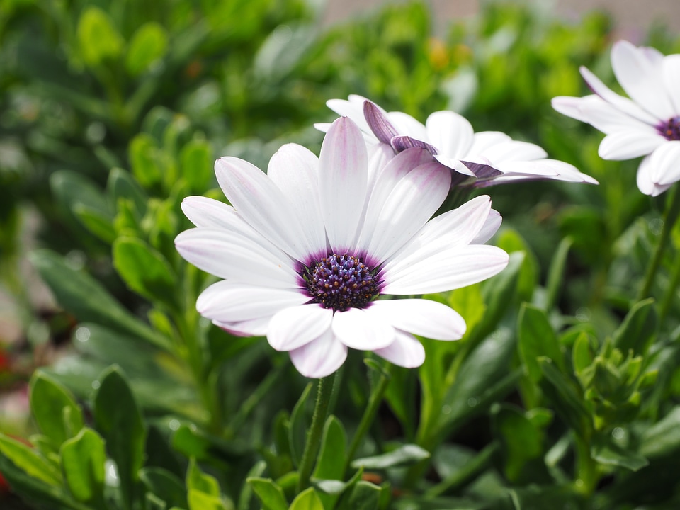 Osteospermum cape daisies paternoster shrub
