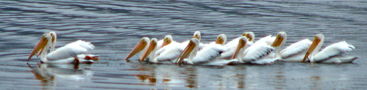 white pelicans photo
