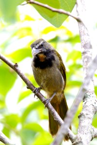 Buff-throated Saltator