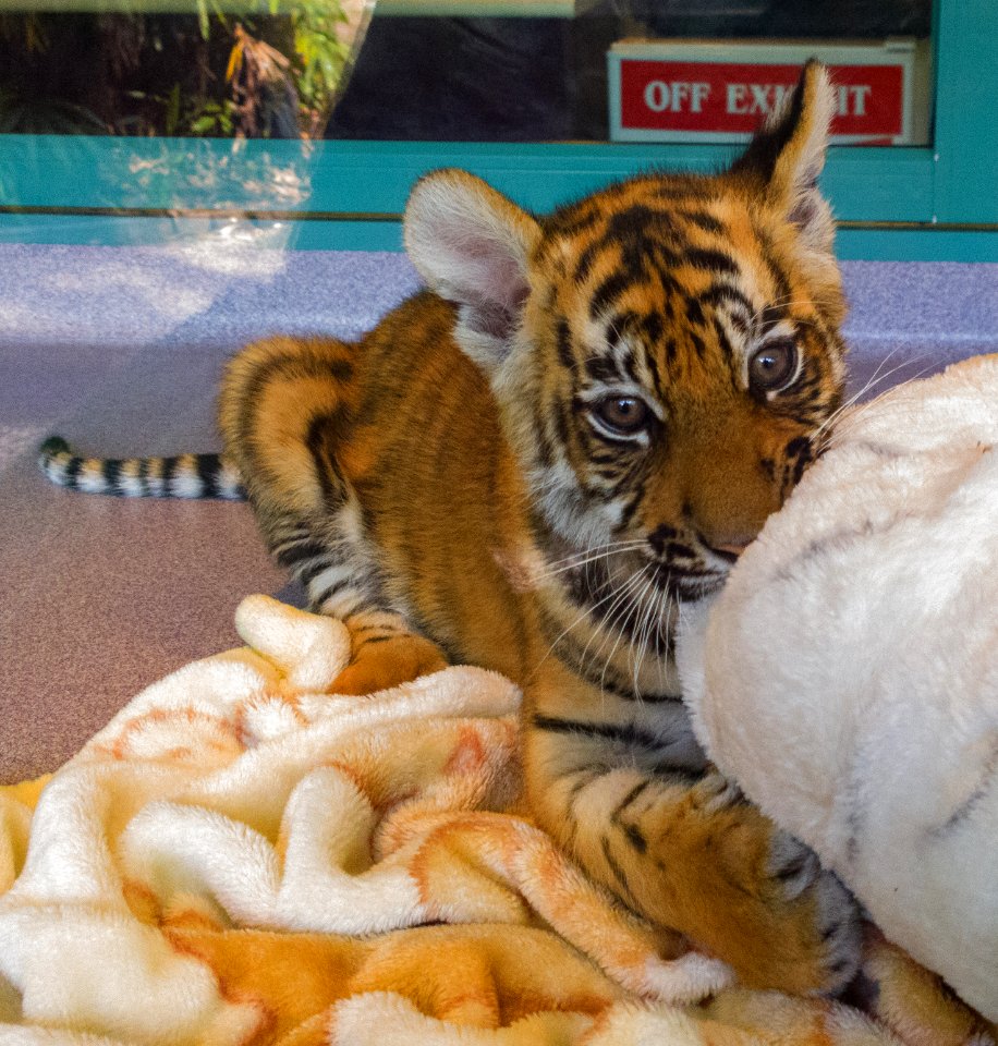 Dreamworld Tiger cub photo