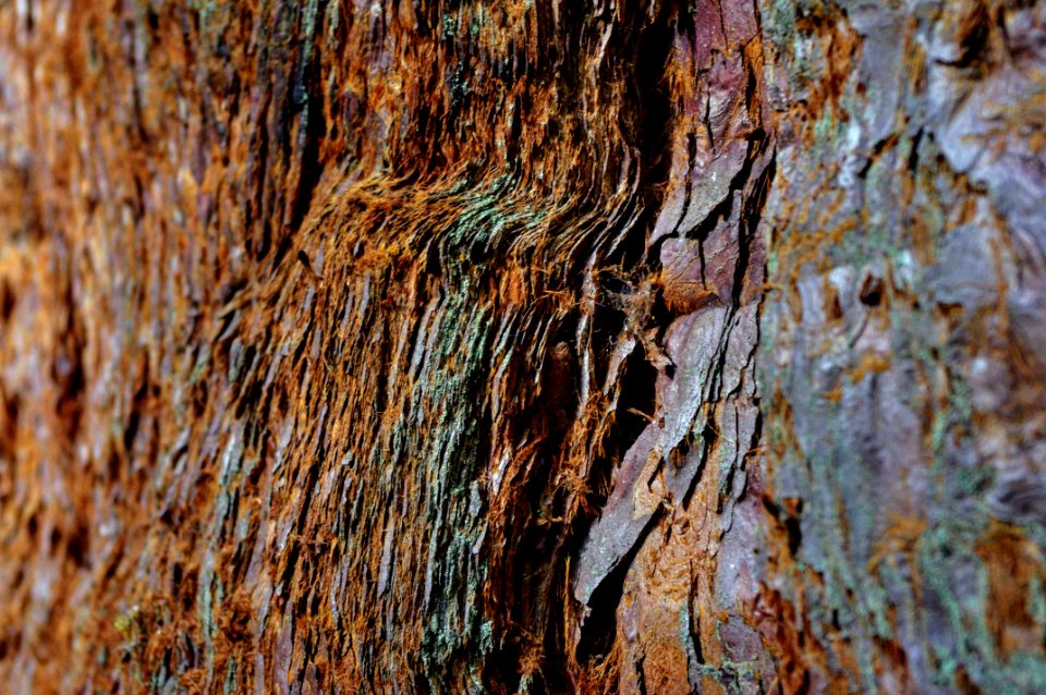 Mammoth skin