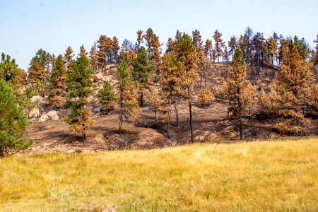 Bobcat Fire 2020