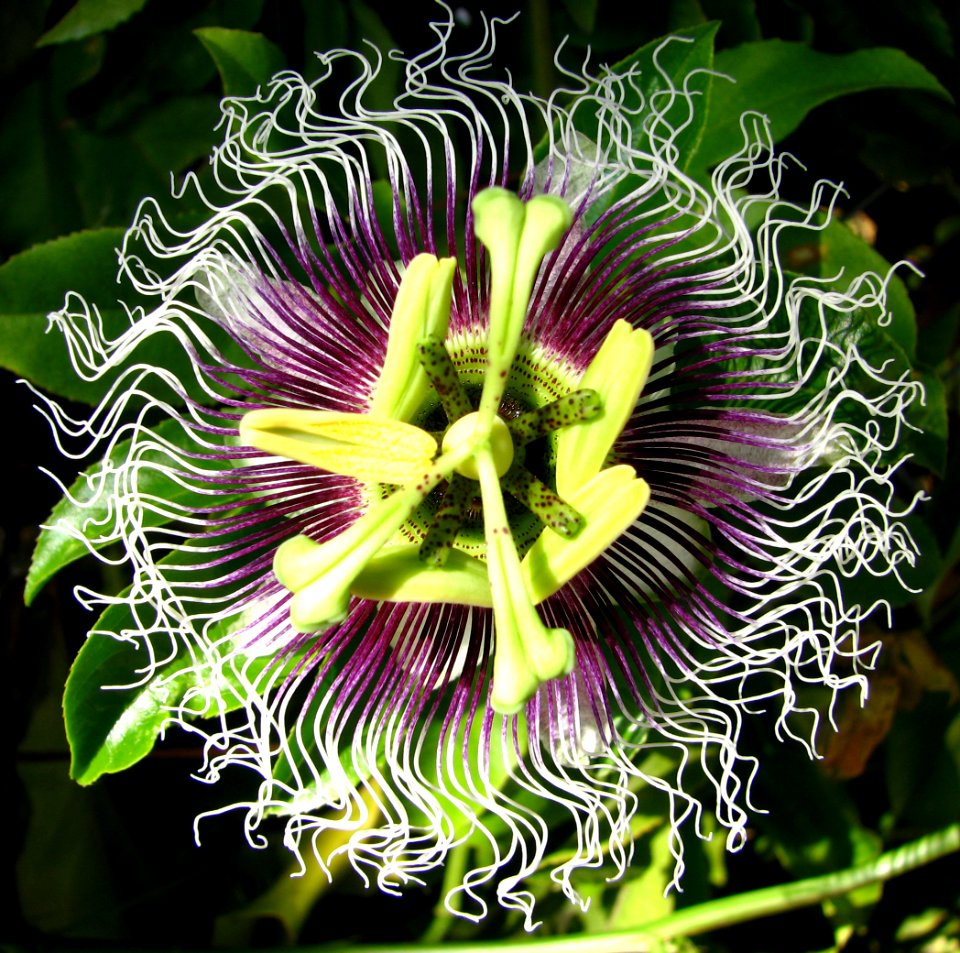 passionflower center photo