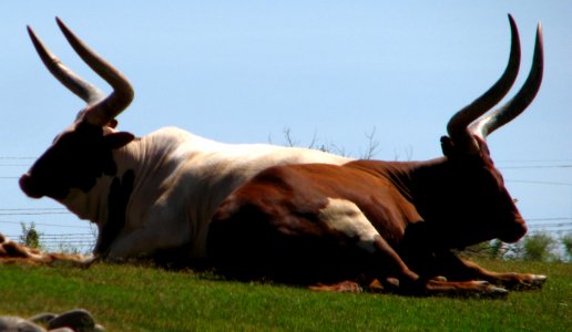 Maasai cattle photo