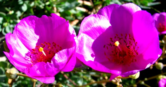 pink flowers 2