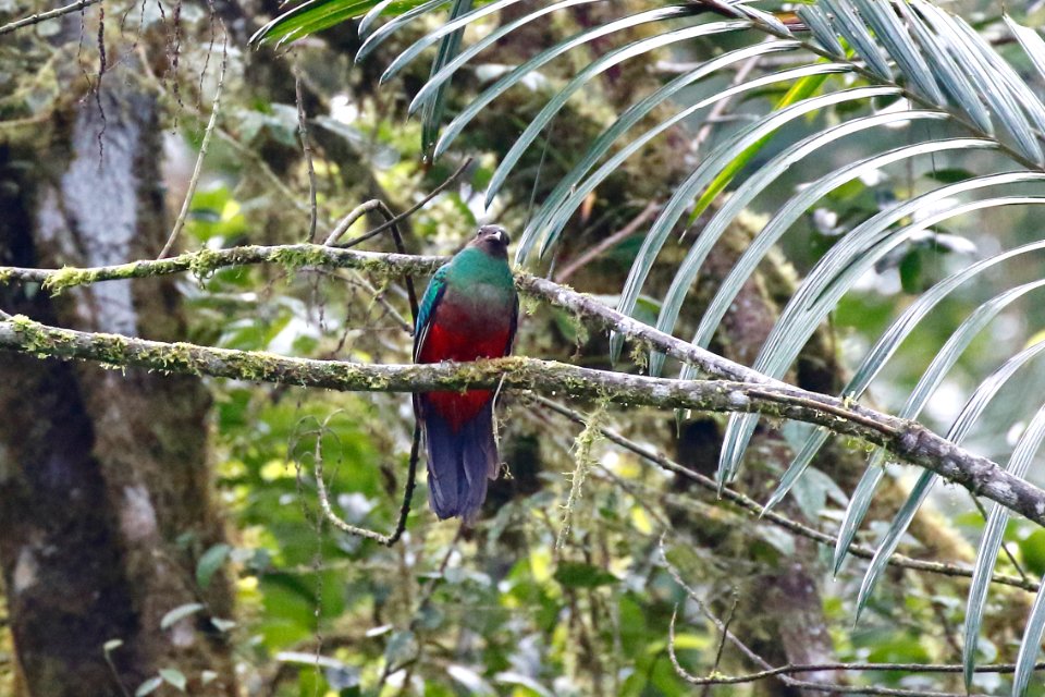 Golden-headed Quetzal (f), Pharomachrus auriceps - 260A2341