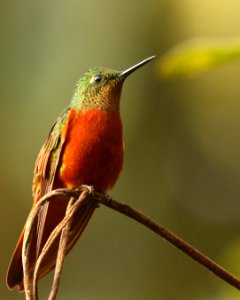 Chestnut-breasted Coronet (Boissonneaua matthewsi) - 260A0593