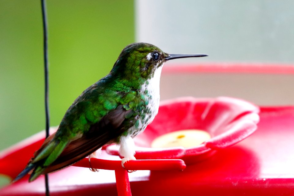 Booted Racket-tail (f) Ocreatus Underwoodii) -260A1720