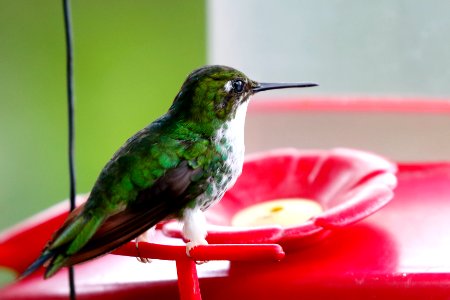 Booted Racket-tail (f) Ocreatus Underwoodii) -260A1720
