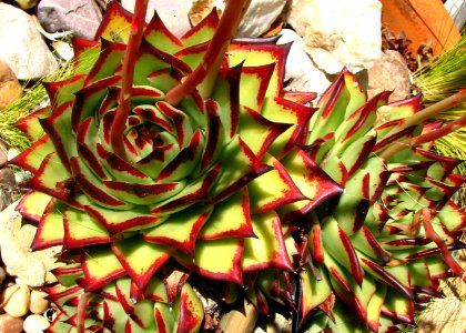 green-and-red succulents