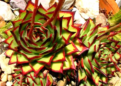 green-and-red succulents photo