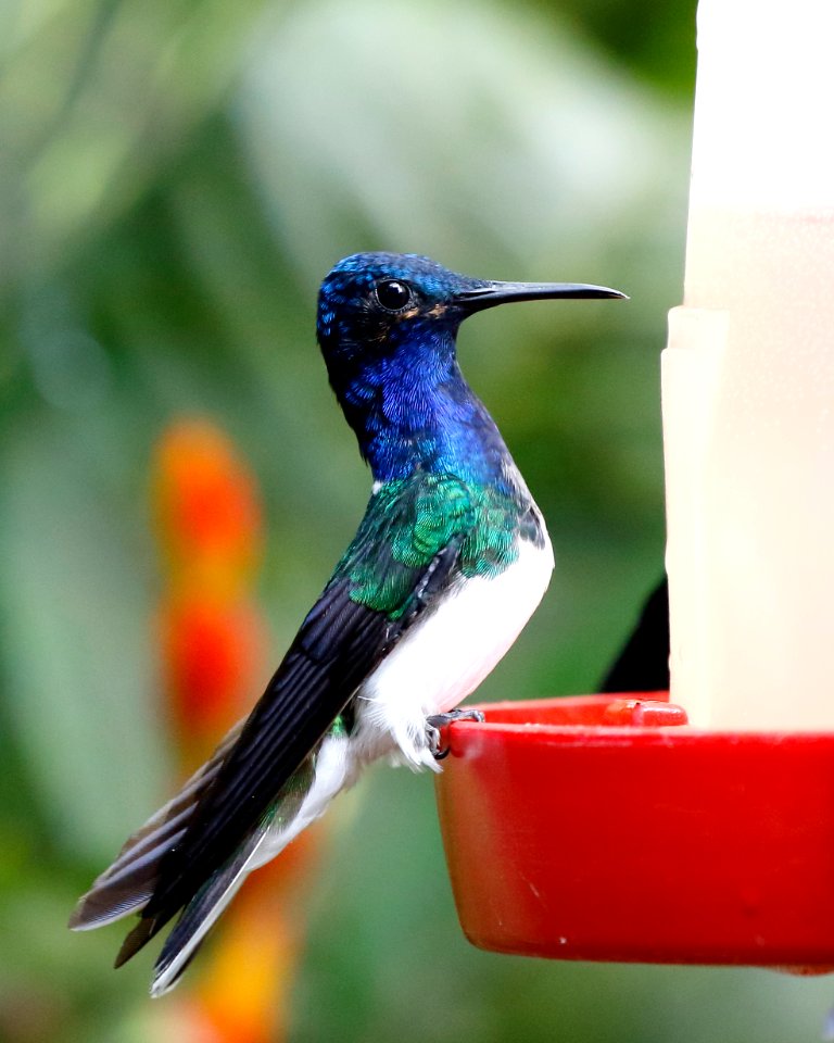 White-necked Jacobin (Florisuga mellivora) - 260A1911