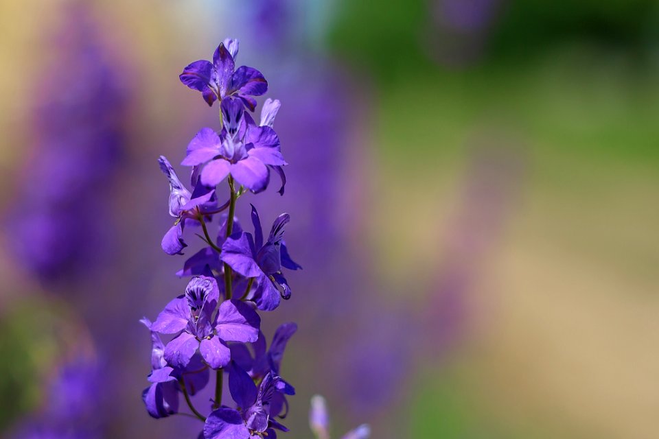 Campanula Flower photo