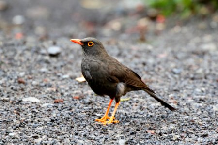 Great Thrush, Turdus fuscate - 260A2810 photo
