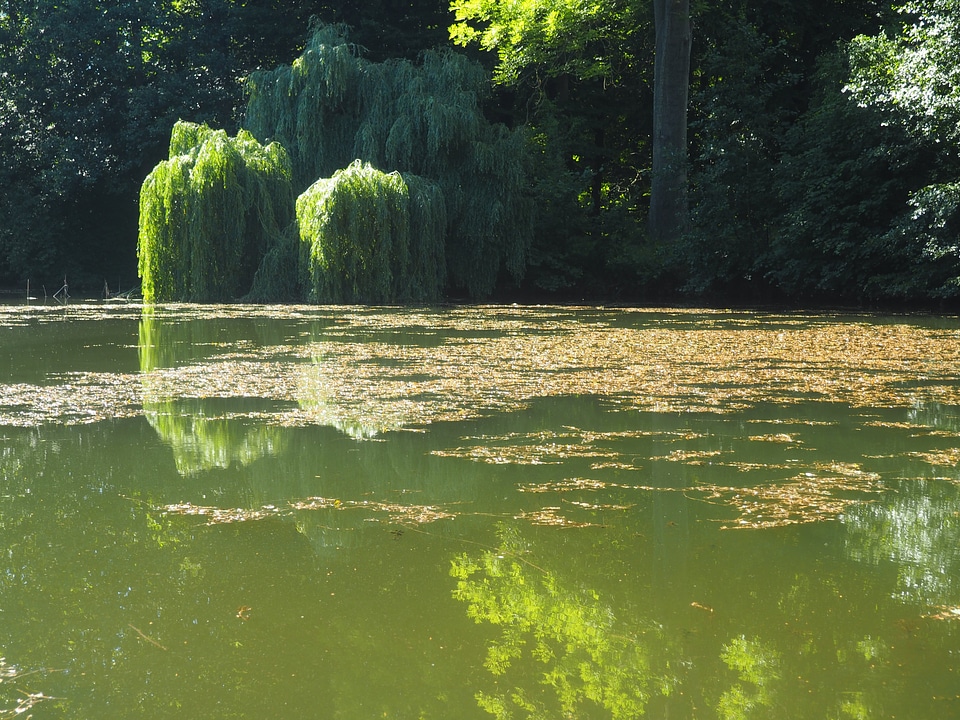 Nature idyllic atmospheric