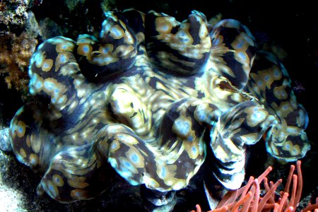 mantle of giant clam photo