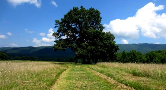 CadesCove LeQuireCemeteryOverlookandAdjacentField Map.jpg