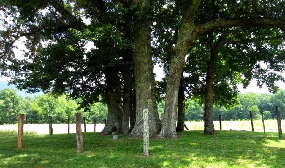 CadesCove LeQuireCemeteryOverlookandAdjacentField Site01.jpg