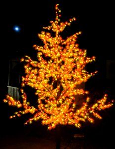 lighted tree