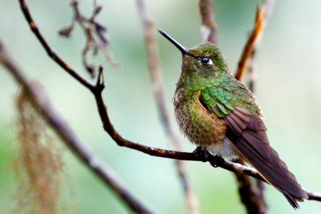 Buff-tailed Coronet (f) (Boissonneaua flavescens) - 260A2743