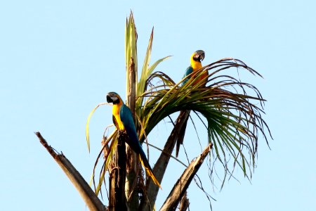 Blua-and-yellow Macaw (Ara ararauna) - 1032
