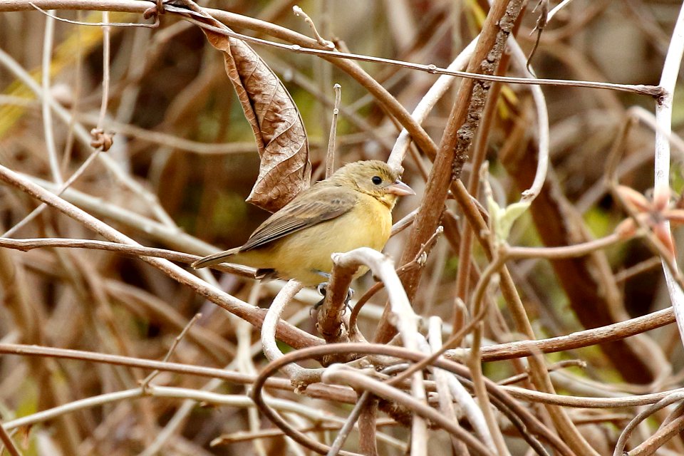 ? Saffron Finch, Sicalis Flaveola - 260A3776