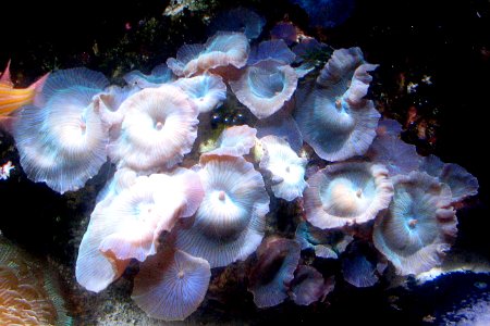 undersea mushrooms photo