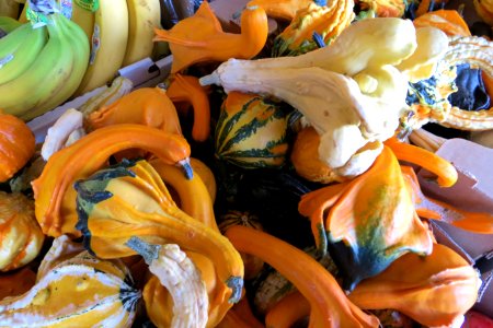 decorative squashes
