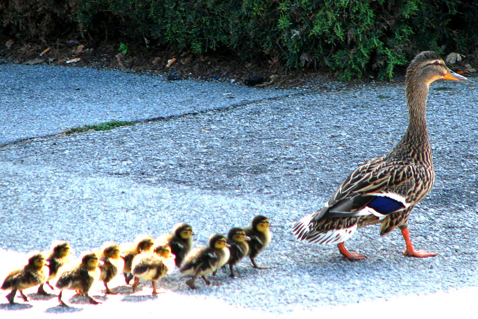 mother mallard with ducklings