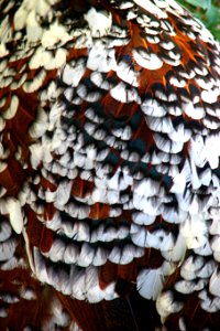 feathers