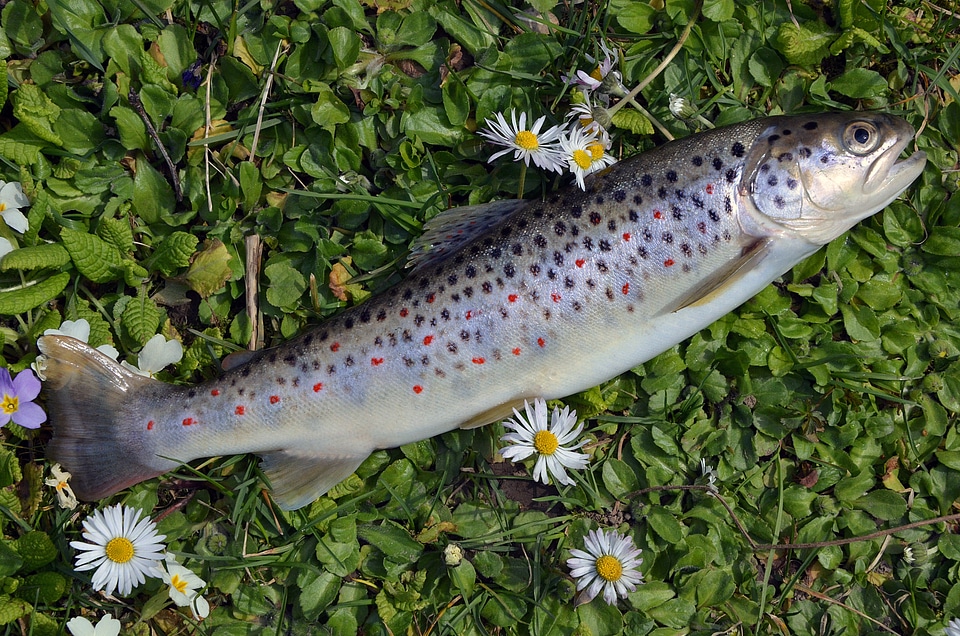 Stara planina trout fish