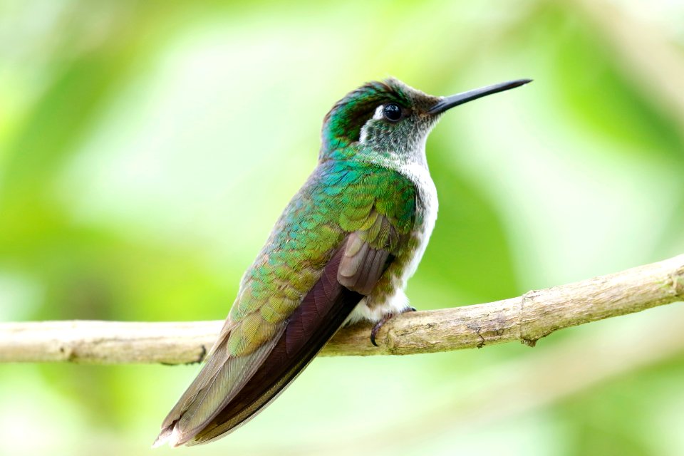 White-bellied Mountain-gem