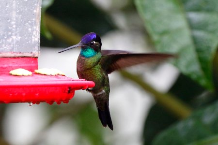 Magnificent Hummingbird (?) photo