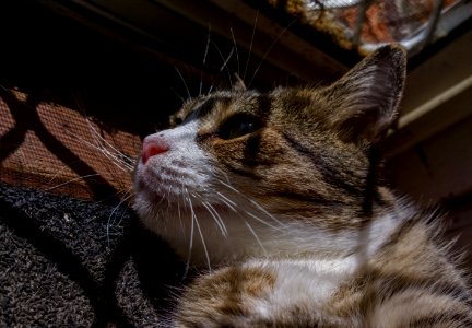 Putty sunning