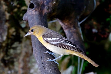 Baltimore Oriole (f /  juv)