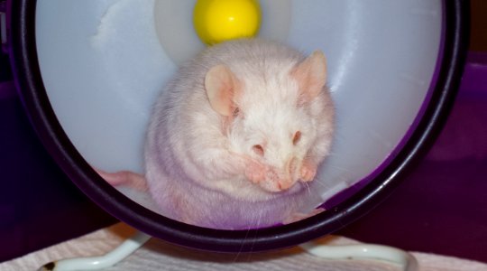 Mouse