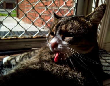 Kitty sunning while licking photo