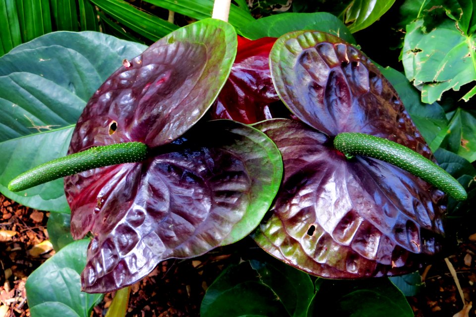 chocolate anthuriums