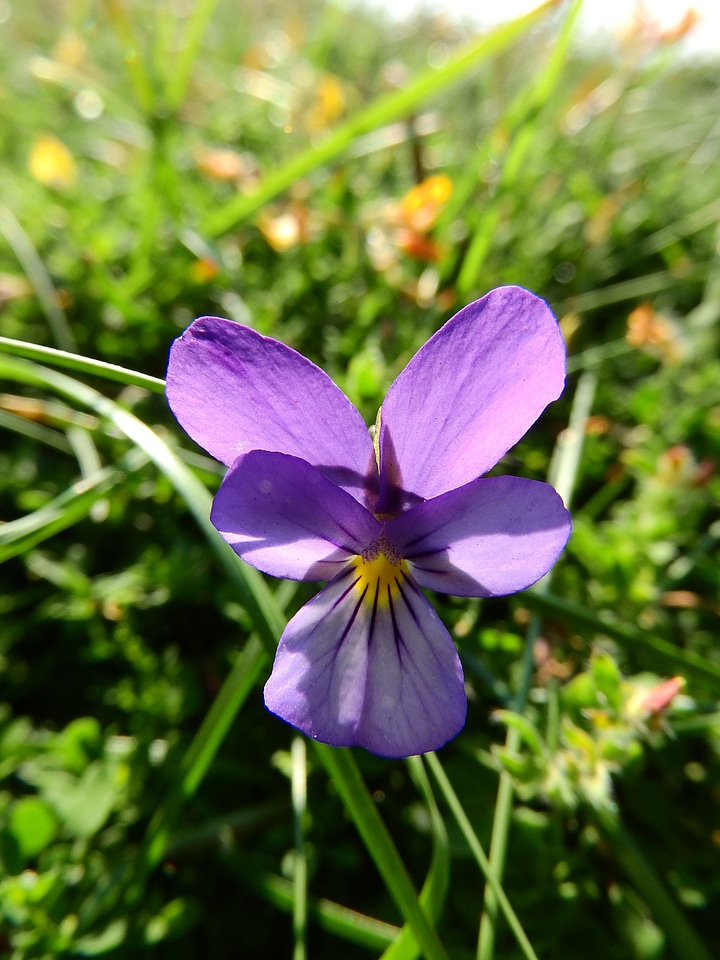 Purple purple flower macro